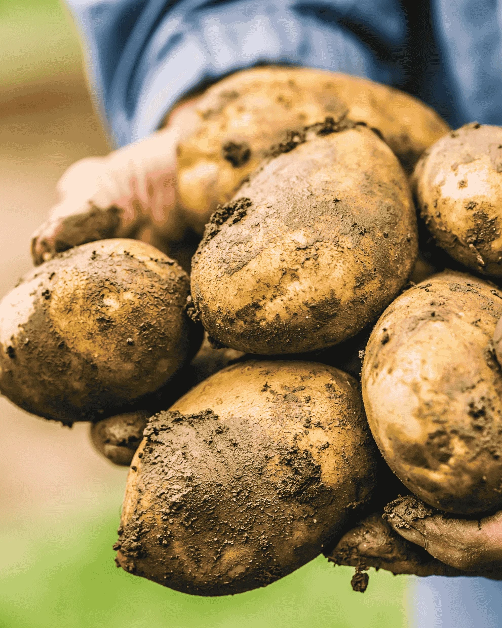 Kartoffelhof Steinhauser 